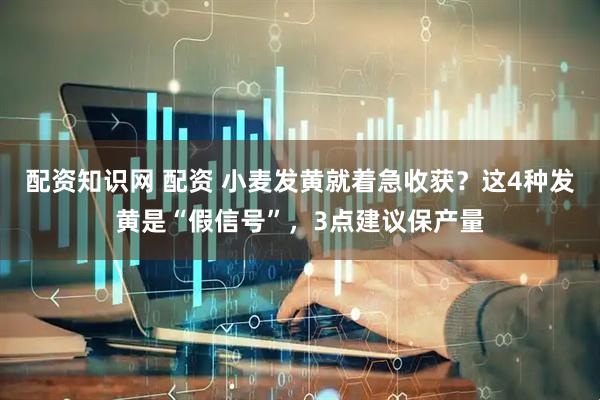 配资知识网 配资 小麦发黄就着急收获？这4种发黄是“假信号”，3点建议保产量